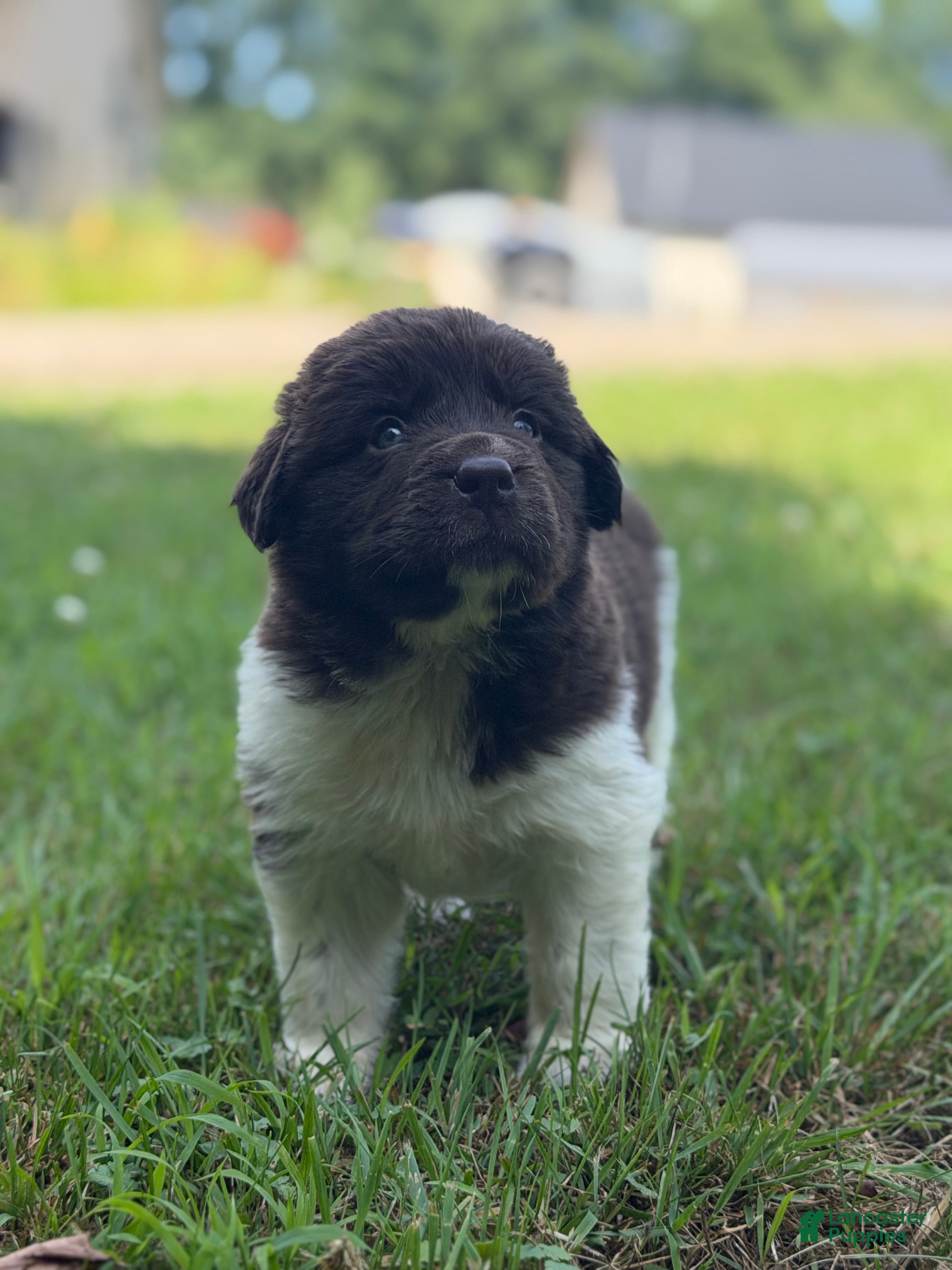 Newfoundland dogs Snickers DNA clear OFA  - Ad 1