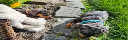Miniature Dachshund dogs for sale: Sterling  - Ad 18