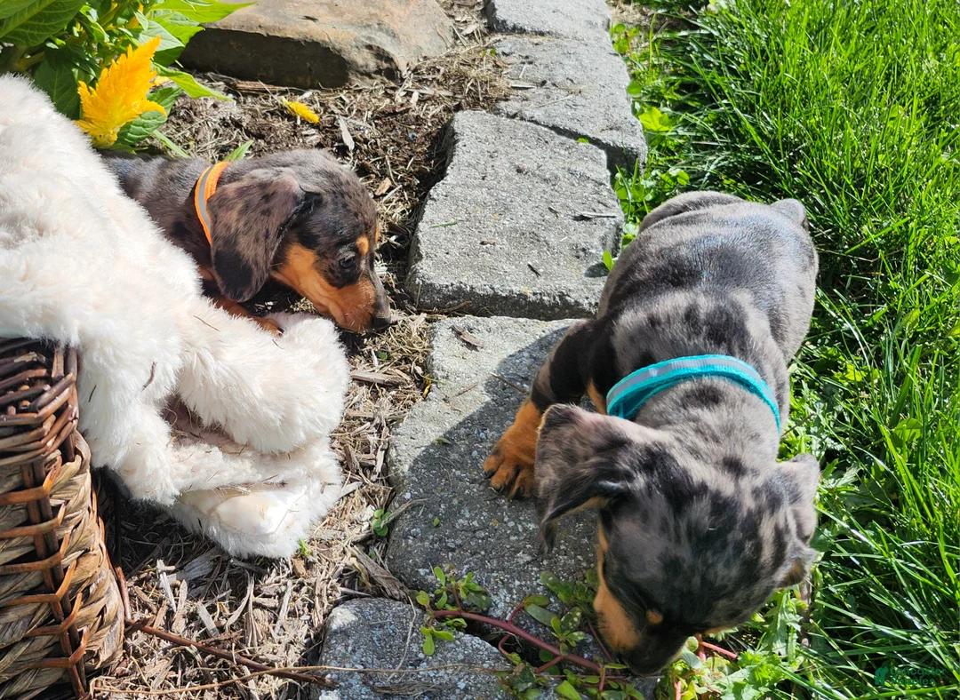 Miniature Dachshund dogs for sale: Sterling  - Ad 18