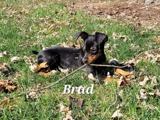 Miniature Pinscher dogs - Ad 34