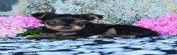Yorkshire Terrier dogs for sale: Fritz - Ad 2