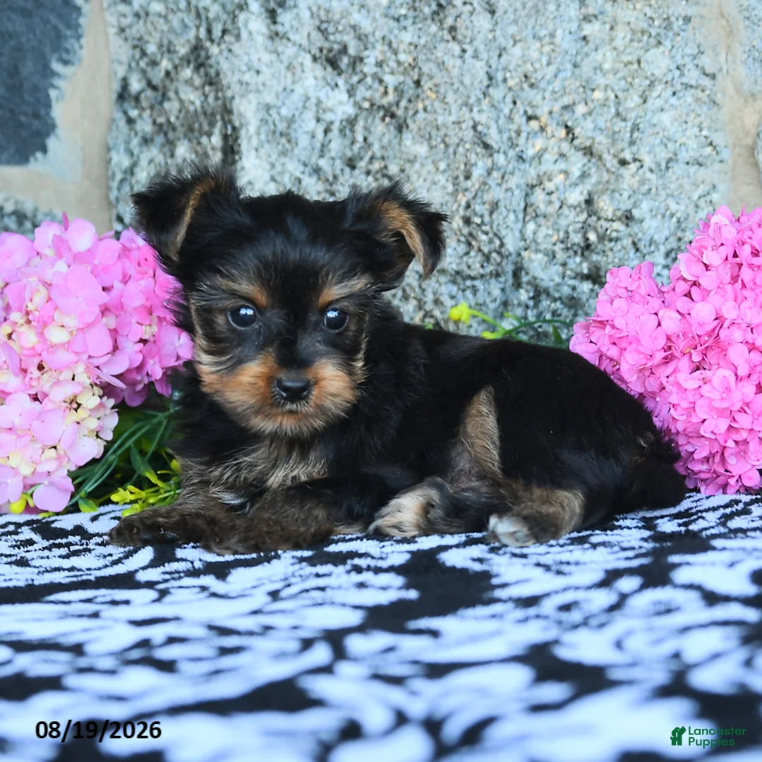 Yorkshire Terrier dogs for sale: Fritz - Ad 2