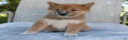 Shiba Inu dogs for sale: Leo - Ad 5