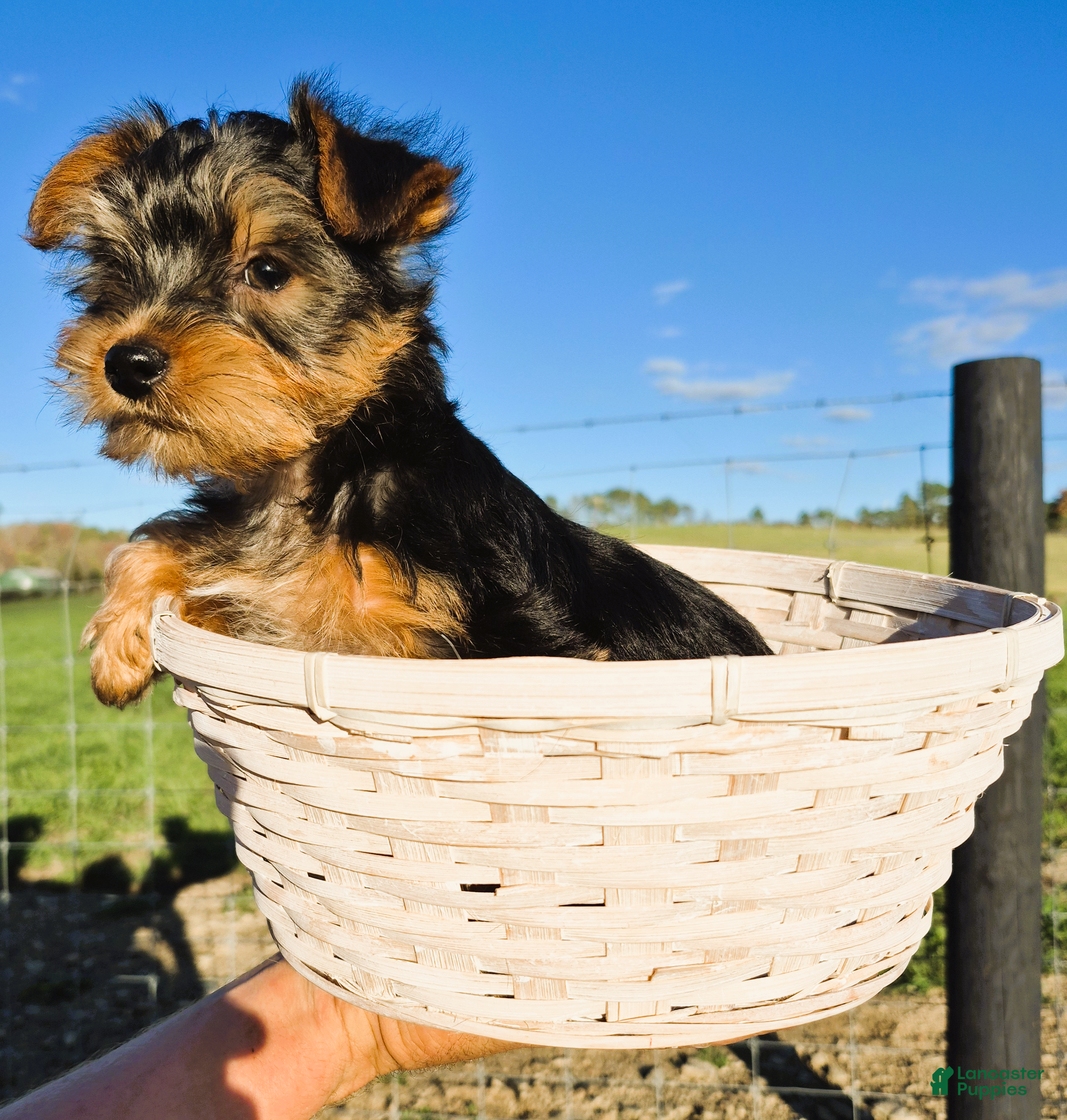 Yorkshire Terrier dogs Yully - Ad 2