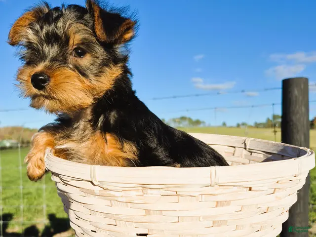 Yorkshire Terrier dogs for sale: Yully - Ad 3