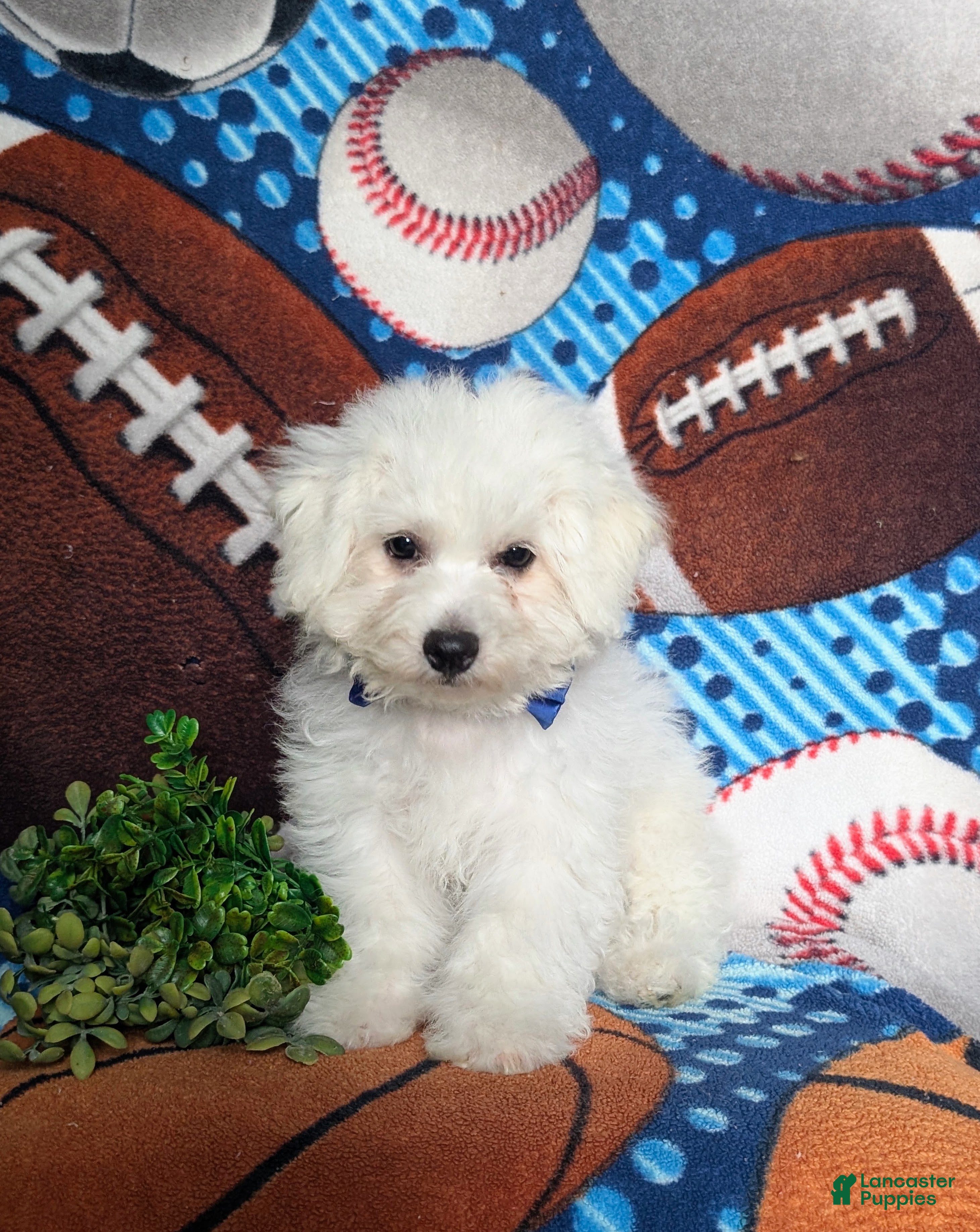 Bichon Frise dogs Barrett - Ad 2