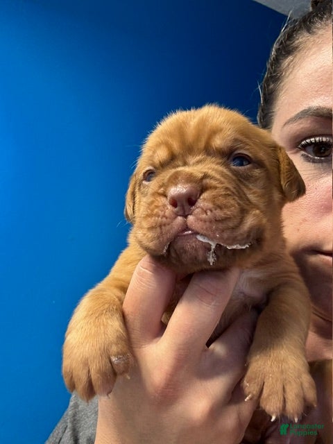 Dogue De Bordeaux dogs Dogue De Bordeaux Puppy 9 - Ad 30