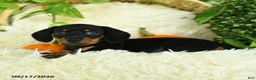 Miniature Dachshund dogs for sale: Sparky - Ad 2