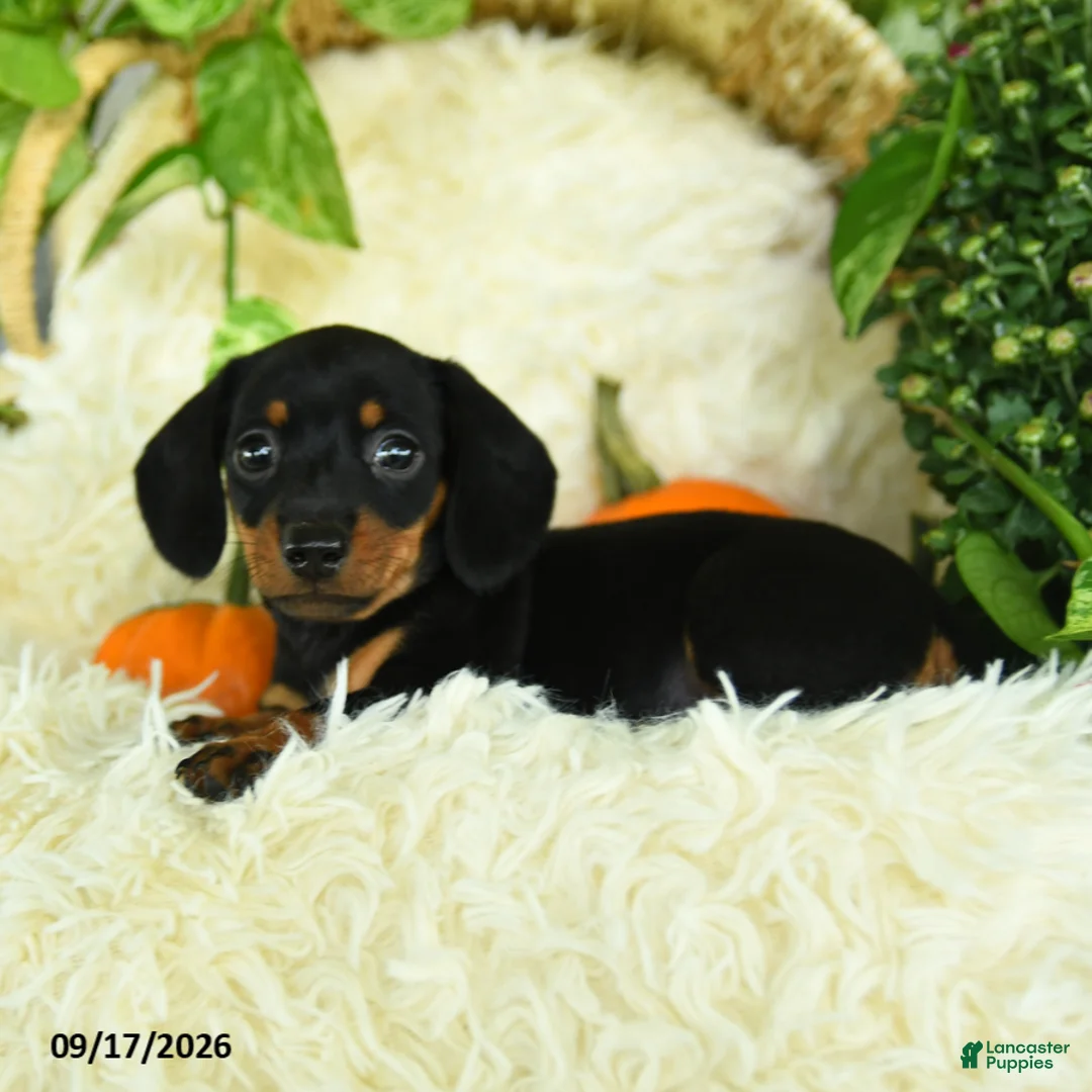 Miniature Dachshund dogs for sale: Sparky - Ad 2