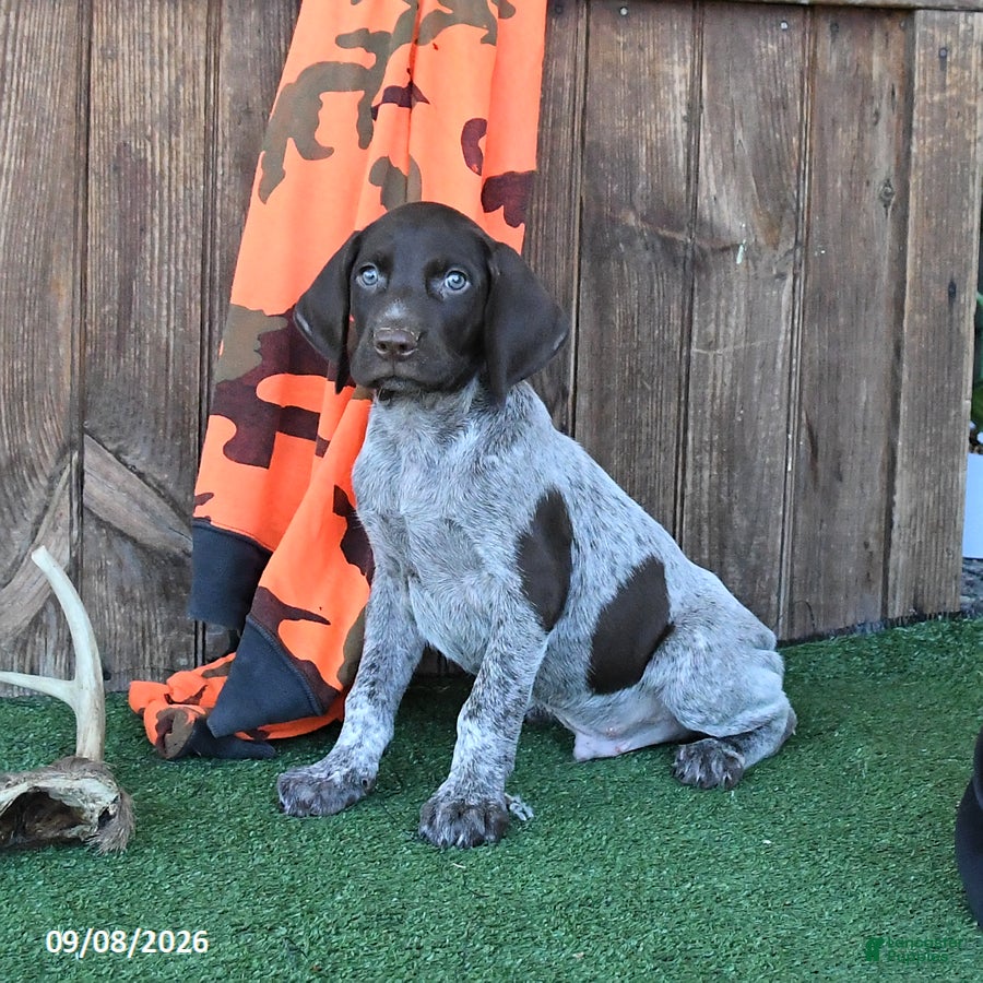 German Shorthaired Pointer dogs Royal - Ad 1