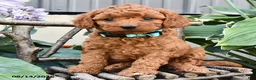 Cavapoo dogs for sale: Daisy - Ad 3
