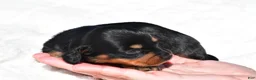 Miniature Dachshund dogs for sale: Howard - Ad 3