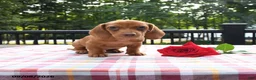 Miniature Dachshund dogs for sale: Rex - Ad 2
