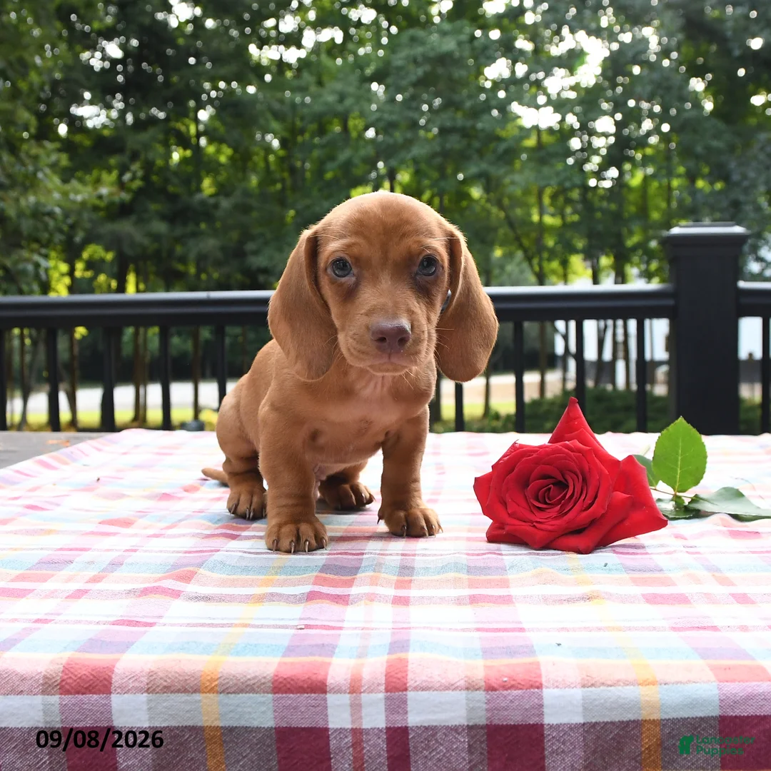Miniature Dachshund dogs for sale: Rex - Ad 2