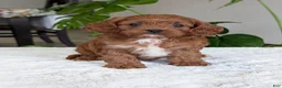 Cavapoo dogs for sale: Kody - Ad 29