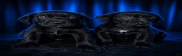 Cane Corso dogs for sale: Cane Corso 2 - Ad 2