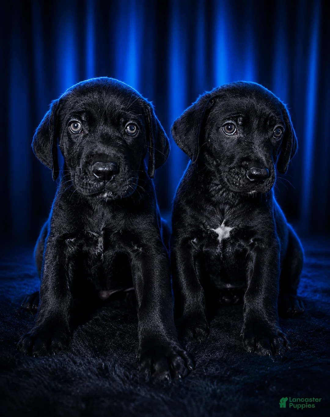 Cane Corso dogs for sale: Cane Corso 2 - Ad 2