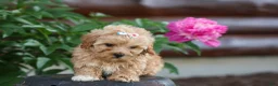 Havapoo dogs for sale: Elise 💛🐾 - Ad 6