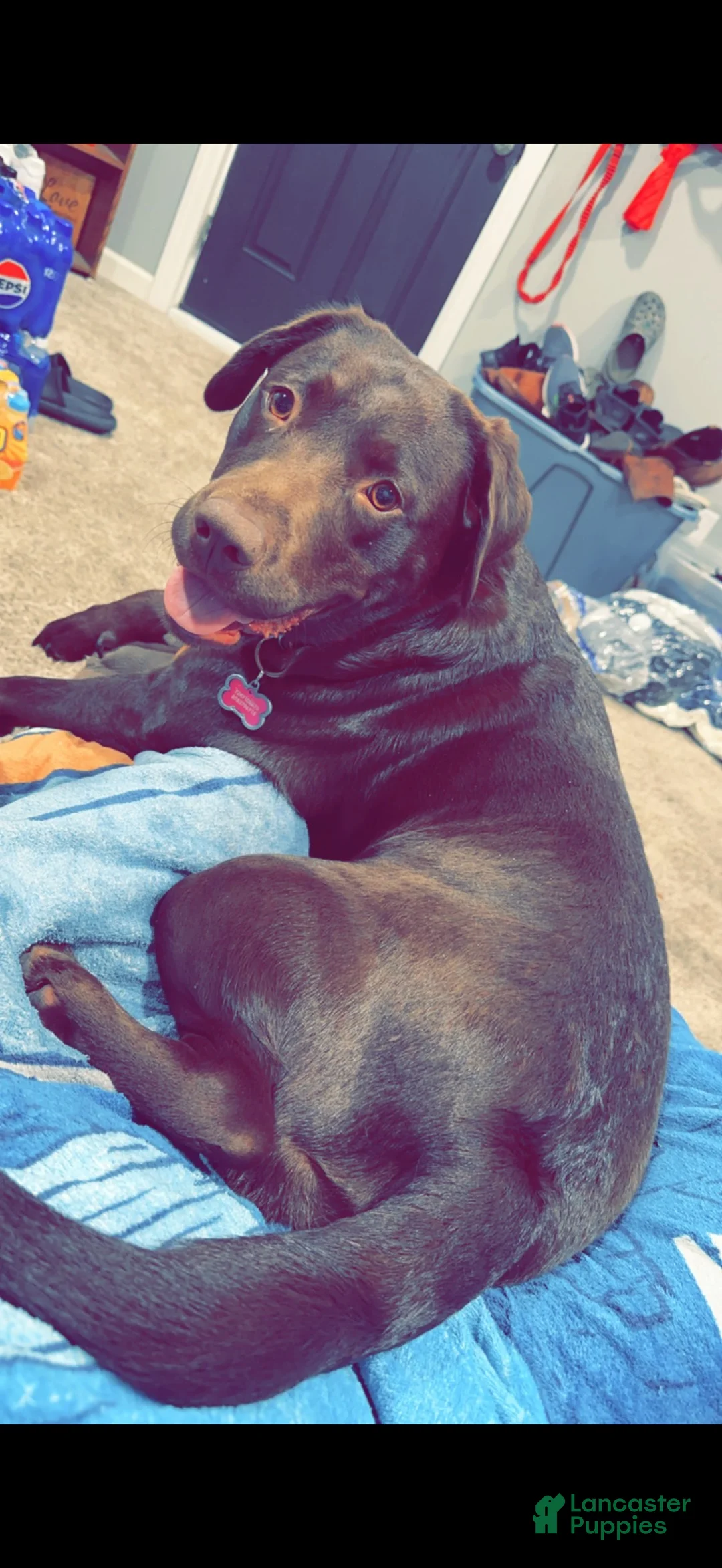 Labrador Retriever dogs for sale: Moose - Ad 4