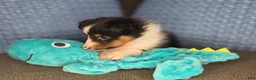 Shetland Sheepdog dogs for sale: Detroit  - Ad 13