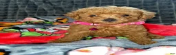 Toy Poodle dogs for sale: Belle - Ad 3