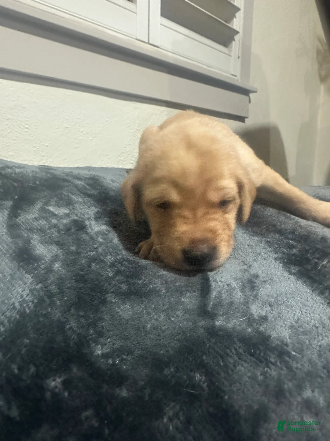 Labrador Retriever dogs for sale: Goose - Ad 1