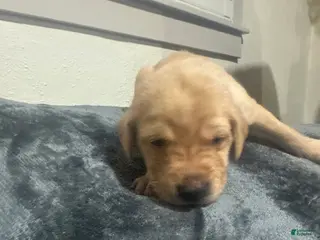 Labrador Retriever dogs for sale: Goose - Ad 1