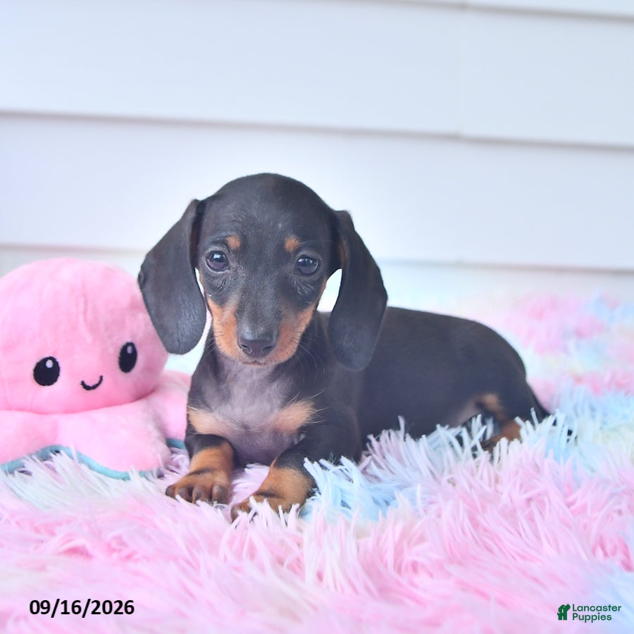 Miniature Dachshund dogs Fable - Ad 1