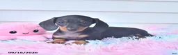 Miniature Dachshund dogs for sale: Fable - Ad 1