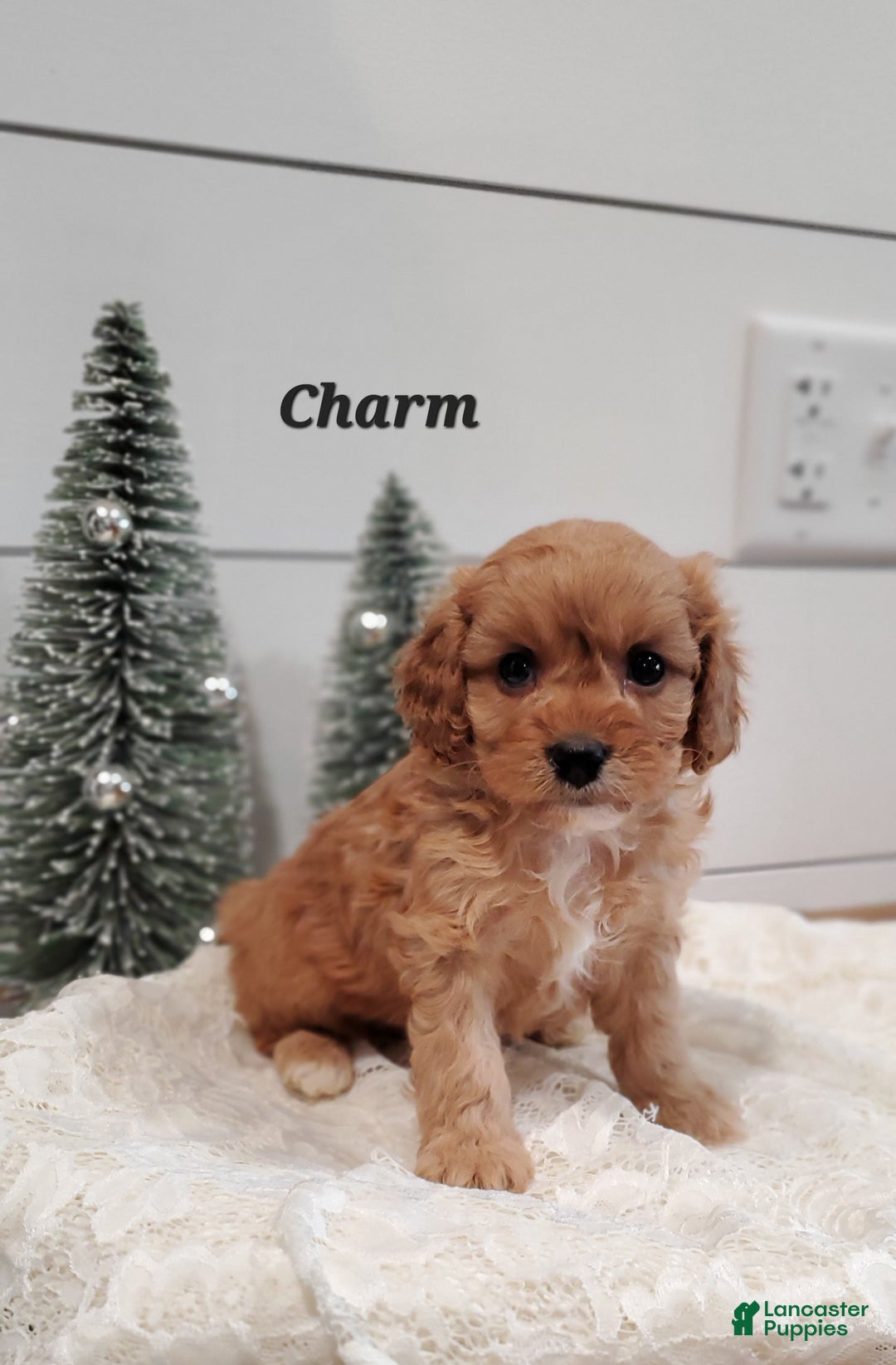 Cavapoo dogs for sale: Charm - Ad 4