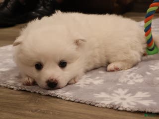 American Eskimo dogs Spunky - Ad 22