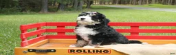 Mini Bernedoodle dogs for sale: Beauty - Ad 3