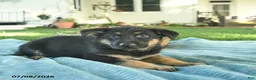 German Shepherd dogs for sale: Ivy  - Ad 5