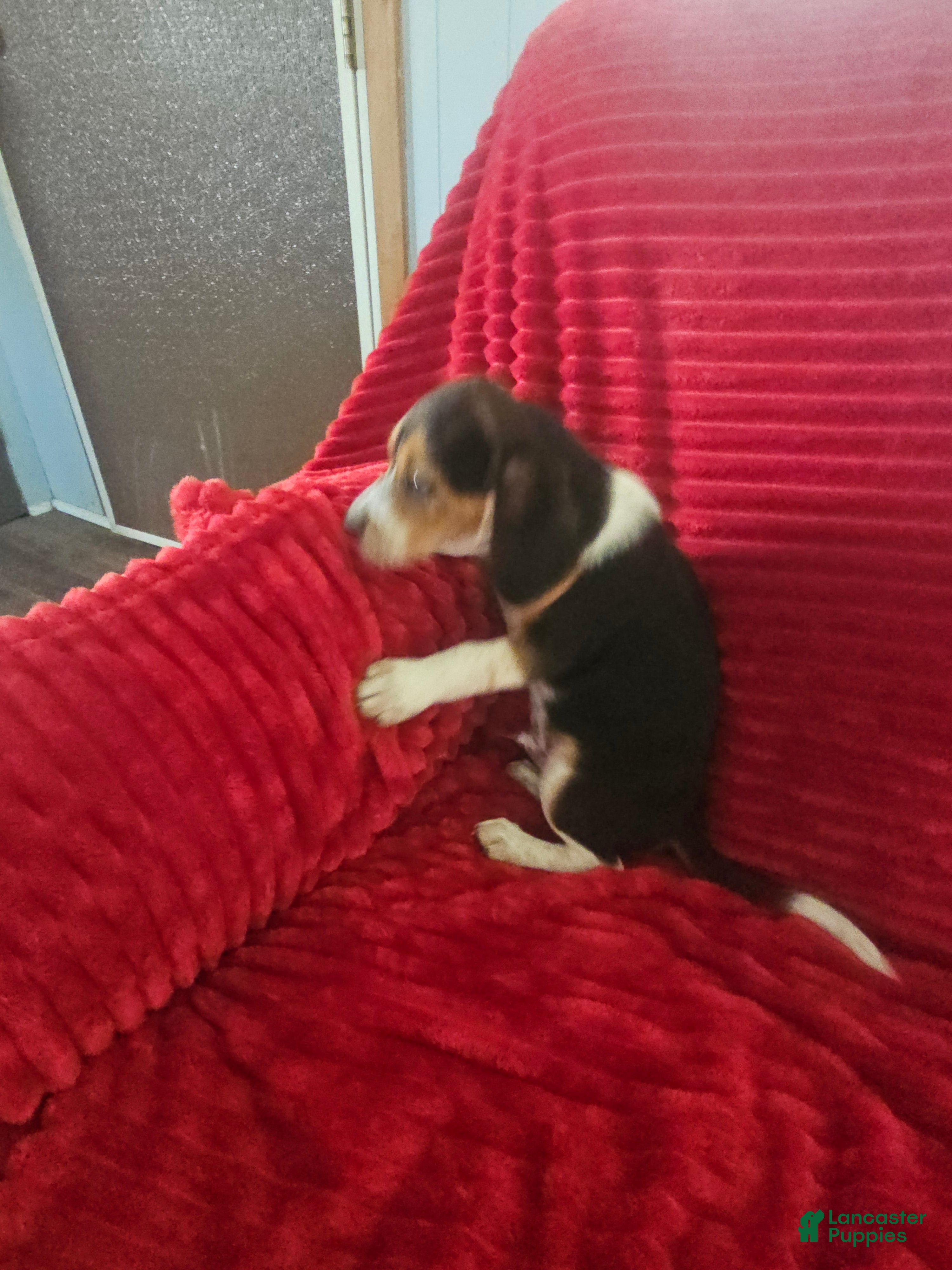 Beagle dogs Beagle 2 - Ad 1