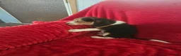 Beagle dogs for sale: Beagle 2 - Ad 1