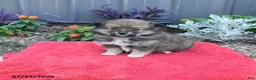 Pomeranian dogs for sale: Holly - Ad 5