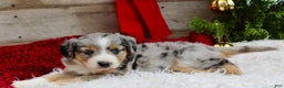 Miniature Australian Shepherd dogs for sale: Kaylee  - Ad 5