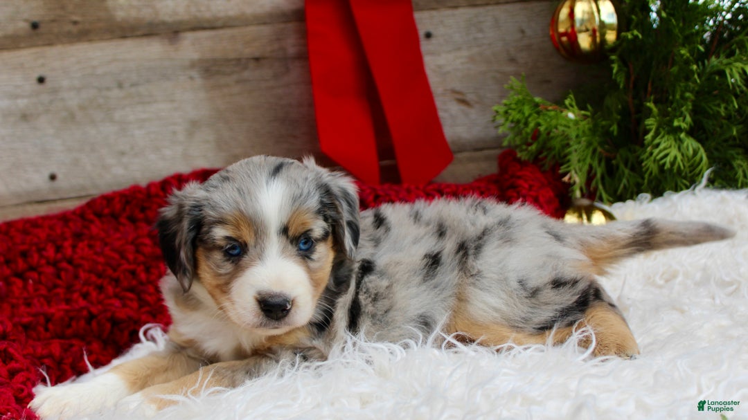 Miniature Australian Shepherd dogs for sale: Kaylee  - Ad 5