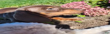 Cocoa