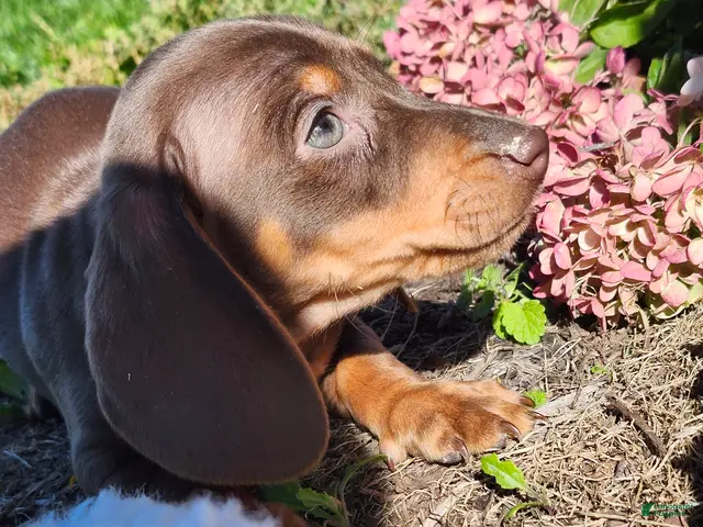 Miniature Dachshund dogs for sale: Cocoa - Ad 1