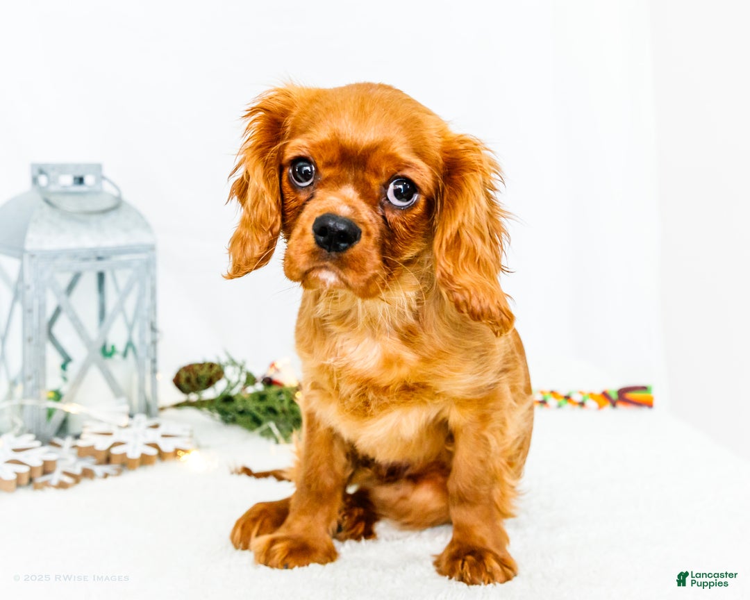 Cavalier King Charles Spaniel dogs for sale: Gingersnap - Ad 1