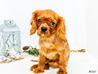 Cavalier King Charles Spaniel dogs Gingersnap - Ad 35