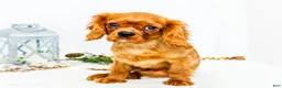Cavalier King Charles Spaniel dogs for sale: Gingersnap - Ad 3