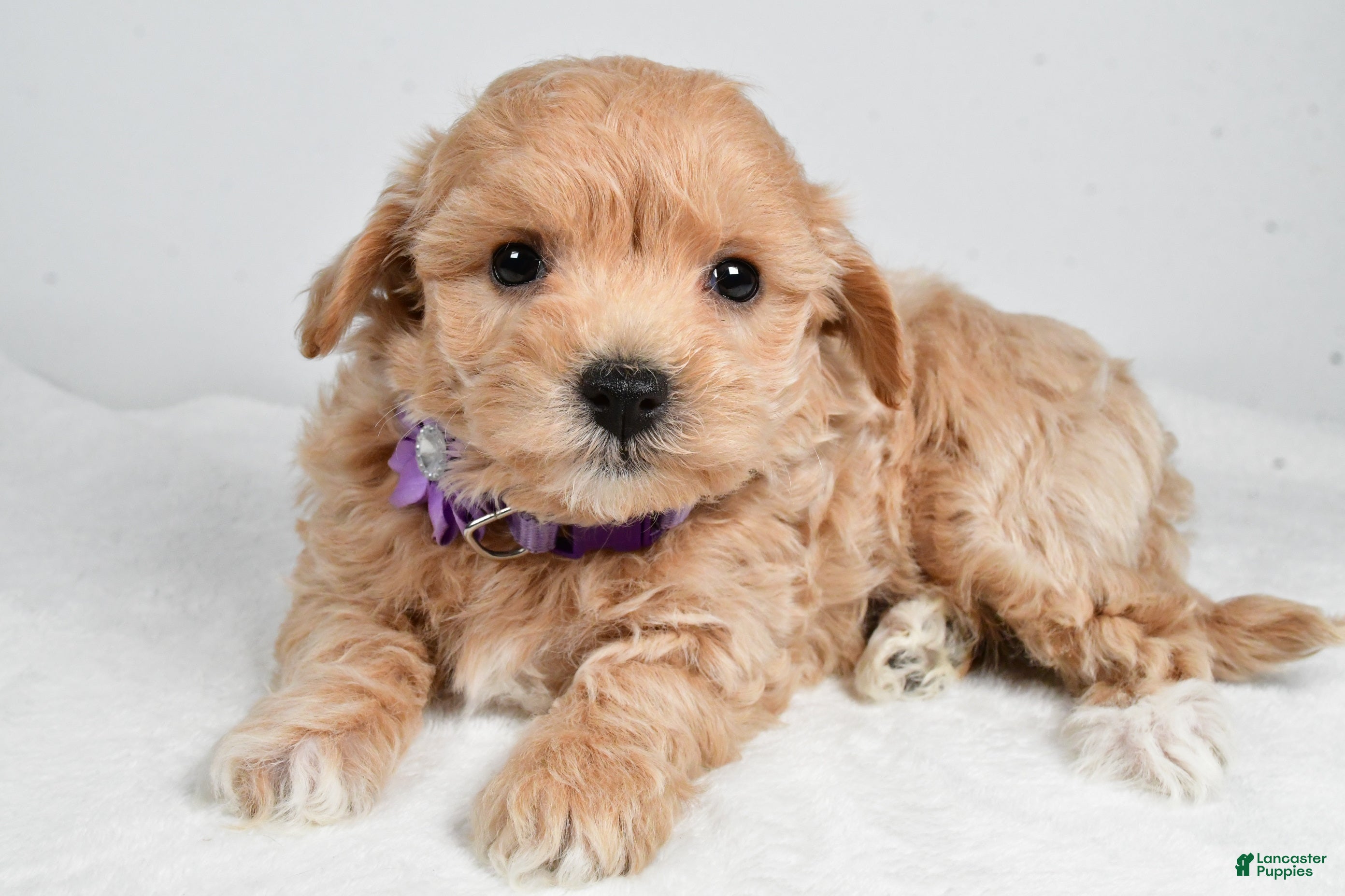 Maltipoo dogs Julie - Ad 25