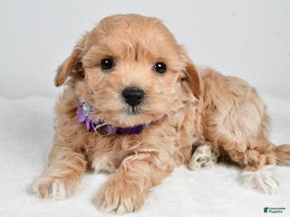 Maltipoo dogs Julie - Ad 39