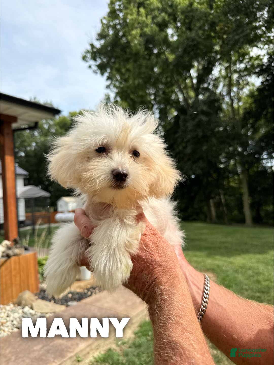 Mixed Breed dogs for sale: Manny - Ad 1