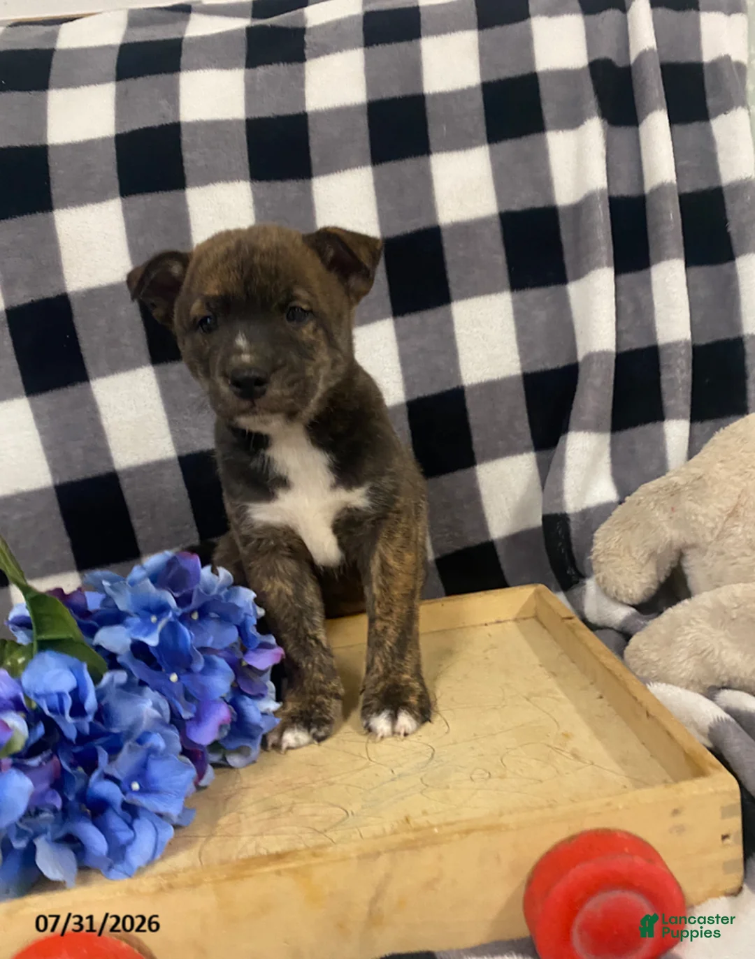 Mixed Breed dogs for sale: Bandit - Ad 2