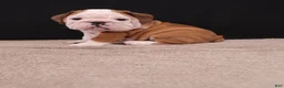 English Bulldog dogs for sale: Bruno - Ad 9