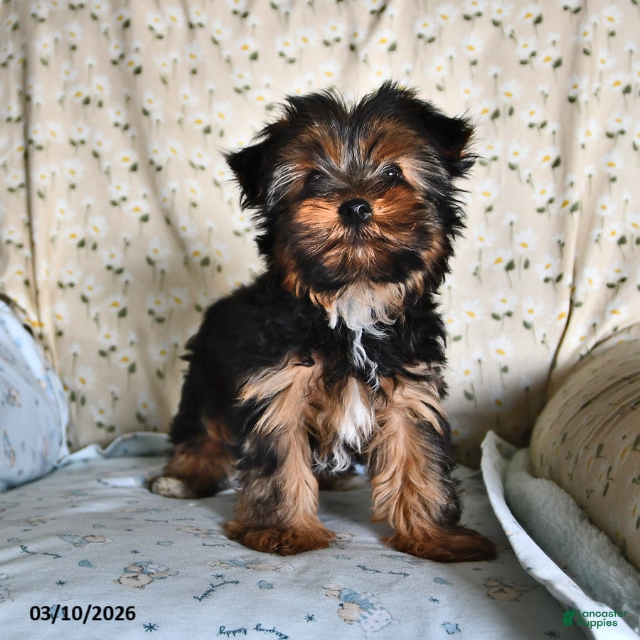 Yorkshire Terrier dogs Penny - Ad 2