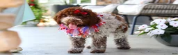Lagotto Romagnolo dogs for sale: Layla - Ad 6